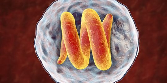 Trichinosis
<span class="bsf-rt-reading-time"><span class="bsf-rt-display-label" prefix="დრო:"></span> <span class="bsf-rt-display-time" reading_time="4"></span> <span class="bsf-rt-display-postfix" postfix="წთ."></span></span><!-- .bsf-rt-reading-time -->