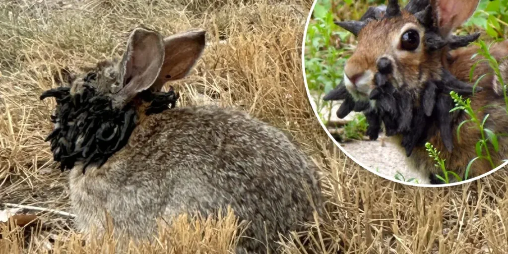 frankenstein rabbit
<span class="bsf-rt-reading-time"><span class="bsf-rt-display-label" prefix="დრო:"></span> <span class="bsf-rt-display-time" reading_time="3"></span> <span class="bsf-rt-display-postfix" postfix="წთ."></span></span><!-- .bsf-rt-reading-time -->