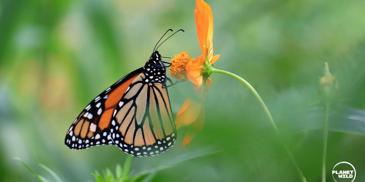monarch butterfly
<span class="bsf-rt-reading-time"><span class="bsf-rt-display-label" prefix="დრო:"></span> <span class="bsf-rt-display-time" reading_time="3"></span> <span class="bsf-rt-display-postfix" postfix="წთ."></span></span><!-- .bsf-rt-reading-time -->