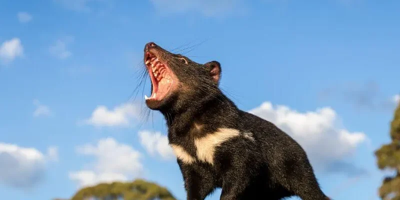 tasmanian devil
<span class="bsf-rt-reading-time"><span class="bsf-rt-display-label" prefix="დრო:"></span> <span class="bsf-rt-display-time" reading_time="6"></span> <span class="bsf-rt-display-postfix" postfix="წთ."></span></span><!-- .bsf-rt-reading-time -->