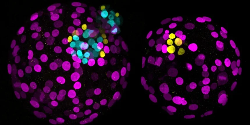 gene editing
<span class="bsf-rt-reading-time"><span class="bsf-rt-display-label" prefix="დრო:"></span> <span class="bsf-rt-display-time" reading_time="3"></span> <span class="bsf-rt-display-postfix" postfix="წთ."></span></span><!-- .bsf-rt-reading-time -->