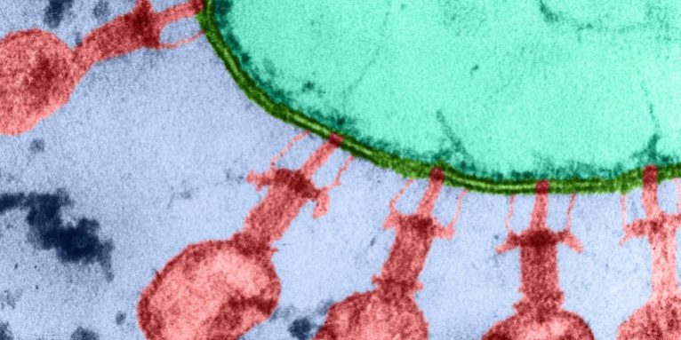 AI-designed viruses
<span class="bsf-rt-reading-time"><span class="bsf-rt-display-label" prefix="დრო:"></span> <span class="bsf-rt-display-time" reading_time="3"></span> <span class="bsf-rt-display-postfix" postfix="წთ."></span></span><!-- .bsf-rt-reading-time -->